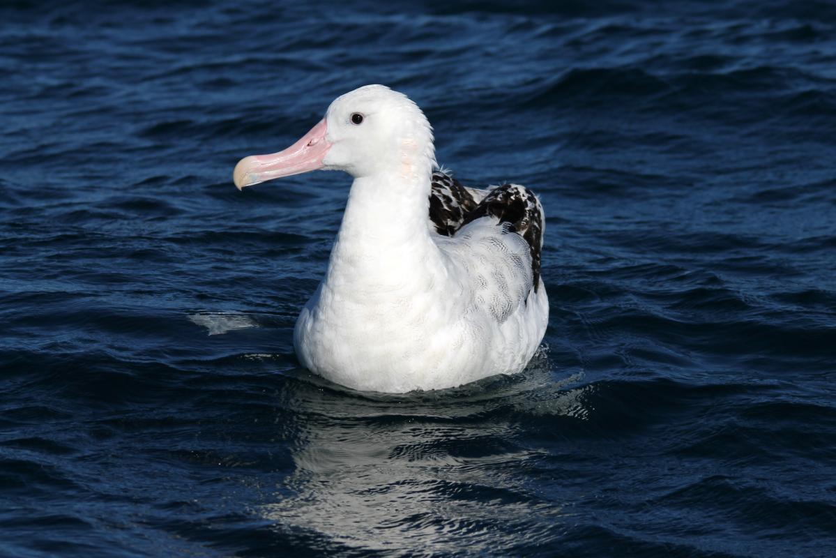Wandering Albatross (Diomedea exulans)